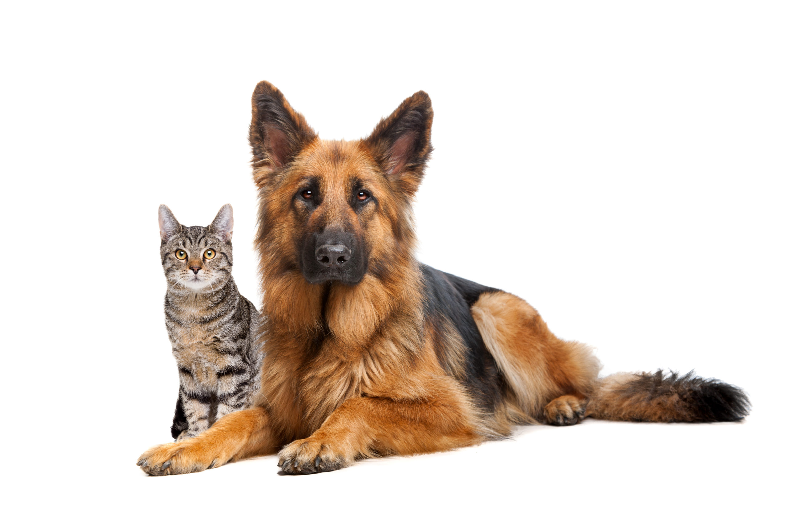 Dieta casalinga Cani e Gatti